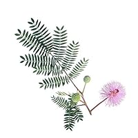 100 Sensitive Plant Seeds - Mimosa Pudica, Moving Plant, Shy Plant, Shameful Plant, Touch-me-not - by RDR Seeds