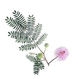 100 Sensitive Plant Seeds - Mimosa Pudica, Moving Plant, Shy Plant, Shameful Plant, Touch-me-not - by RDR Seeds