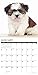 Just Shih Tzu Puppies 2019 Wall Calendar (Dog Breed Calendar)