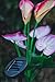 Solar Calla Lily, Solar Lights, Decorative Garden Lights