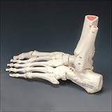 Rigid Skeletal Foot Anatomical Model Left