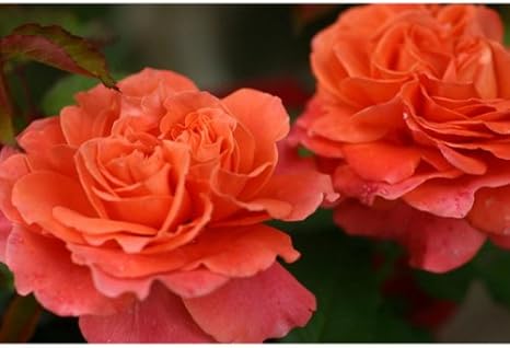 Amazon Co Jp ギヨーローズ エミリアン ギヨー新苗角鉢植え オレンジレッドの香り高い大輪バラ 繰り返し咲き ホーム キッチン