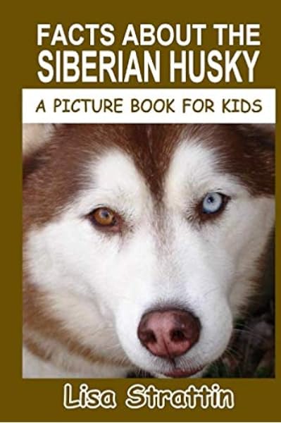 dwarf siberian husky