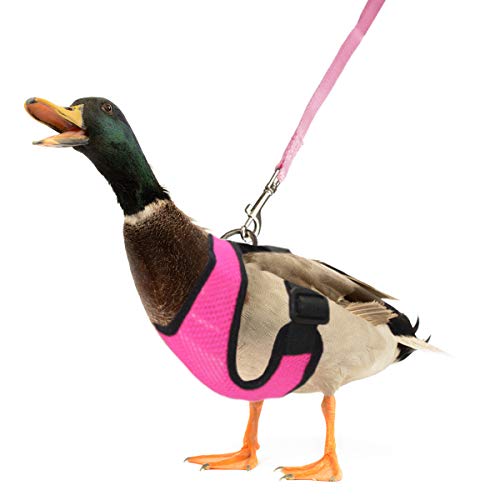 Yuepet Adjustable Chicken Harness With Leash Elastic Comfortable Breathable Pet Harness For Duck Goose Hen Traning Walking Small Pricepulse