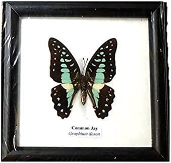 REAL BEAUTIFUL Framed Butterfly Real Butterfly Display COMMON JAY TAXIDERMY Insect Display 5"x5"