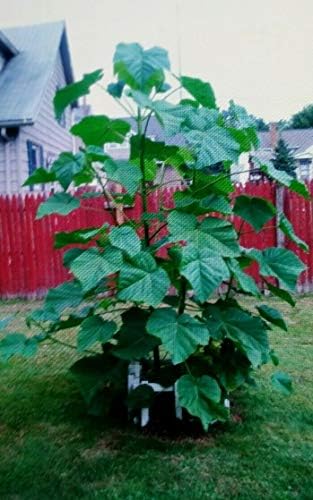 Empress Royal Tree Seeds