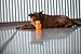 KONG Squeezz Jels Koala Squeaking Dog Toy, Large (Colors Vary)