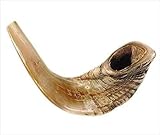 Half-Polished Original Shofar | Authentic Ram's