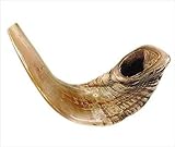 Shofarot Israel 15"-17" Kosher Rams Horn Half