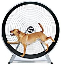 st bernard breeders near me