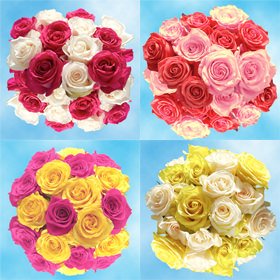 GlobalRose 50 Fresh Cut Color Roses - Fresh Flowers Delivery for Birthdays GlobalRose 50 Fresh Cut Color Roses - Fresh Flowers Delivery for Birthdays