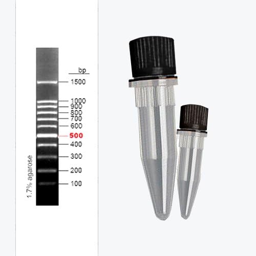 Rx Bio 100bp DNA Ladder 1x500uL, P03-CR06-100BP-1