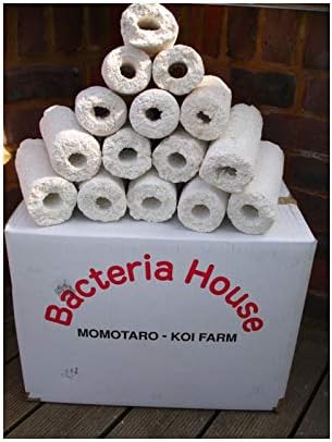 Bacteria House Real Momotaro Media (1LB)