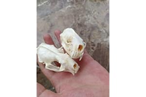 FGRID Animal Specimen Real Animal Skull Specimen Taxidermy Cleaned Skull Collection Fox, cat, Mink, Crocodile, Dog, Raccoon, Snake, Rabbit, Goat ，Muskrat，Nutria，Fox's paw (5pcs,Mink)
