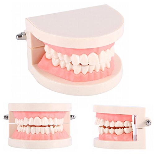 Baoblaze Teeth Teaching Model for Child Oral Tooth Care Model Adult Teeth Gums - Thumbnail 7