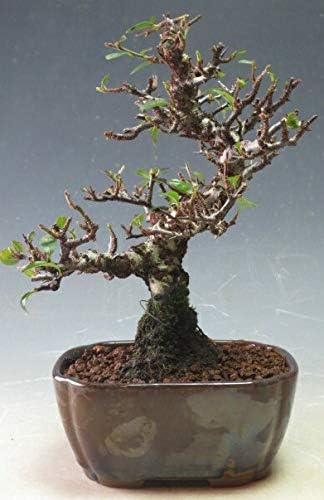 Amazon 盆栽 ピラカンサス タチバナモドキ 現品 観葉植物 オンライン通販
