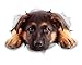Winston & Bear 3D Dog Stickers - 2 Pack - Resting German Shepherd Decal for Wall, Fridge, Toilet and More - Retail Packaged Cute German Shepherd Alsatian Dog Stickers