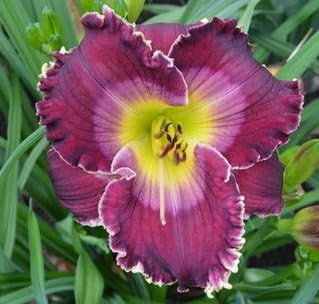 All My Love To You Day Lily Certified 5 Seeds (Hemerocallis) Upc 643451295368