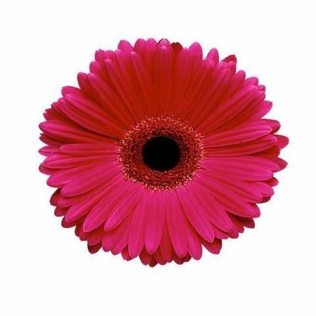 Hot Pink Gerbera Daisy Wall Decal - 24 Inches H x 24 Inches W - Peel and Stick Removable Graphic
