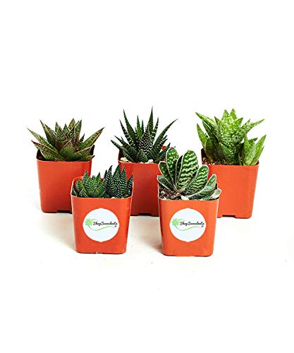 Shop Succulents | Alluring Collection of Live, Hand Selected Variety Pack of Mini 5 Different Aloe Plants in 2" Grower Pots, Easy to Grow and Hard to Kill - Image 3