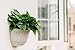 T4U Resin Wall Planter Marble Gray Set of 4, Wall Mounted Garden Plant Flower Pot Basket Container Indoor Outdoor Use for Orchid Herb Aloe Succulent Cactus Home Office Porch Wall Decoration Giftthumb 3