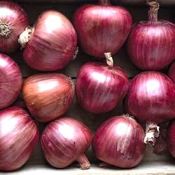 Large Italian Onion Ramata di Milano Rossa Around