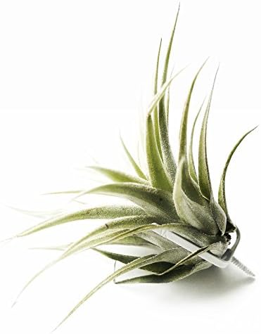 Set of 5 Air Plants Hanging Planter | Air Plant Terrarium | Hanging Plant Holder for Tillandsia, Living Wall Vertical Garden | Wall Planter Plant Hanger | Living Wall Mount Indoor Planter | ArtAK W5