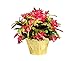 Costa Farms Christmas Cactus, Fully Rooted Zygo, Grower's Choice Color - Red, Pink, or White, Live Indoor Holiday, Thanksgiving, and Christmas Room Decor, 1 Foot Tall