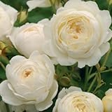 David Austin English Roses Claire Austin