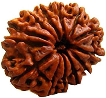 Amorfos 12 Mukhi/Faced Rudraksha, Nepal Originated Rudraksh | Bead Size: 20-25mm | 100% Original & Natural Rudrakash |