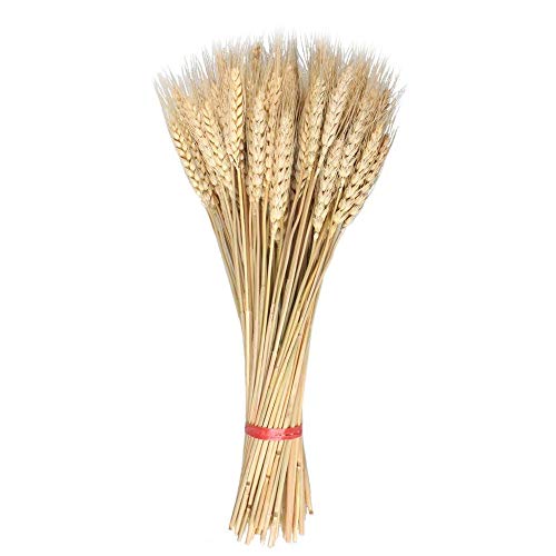 image for ABDQPC Golden Dried Wheat Sheaves 100 Stems Bundle Premium Autumn Arra