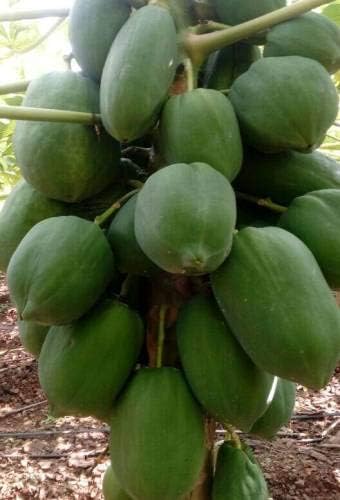 Pinkdose Red Lady 786 Hybrid Seeds papaya Seed