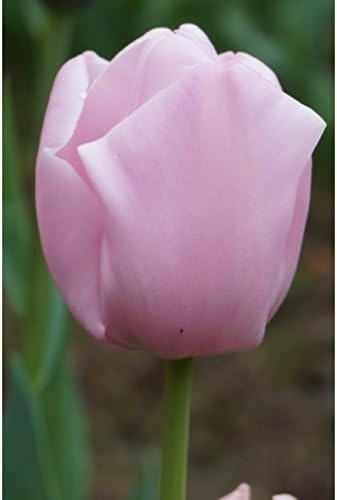 Viridis Hortus - 10 x Pink Diamond Single Late Tulip Flowering Bulbs - Available in Packs of 10, 20, 30 & 40 (We ONLY Ship This Item with-in UK)