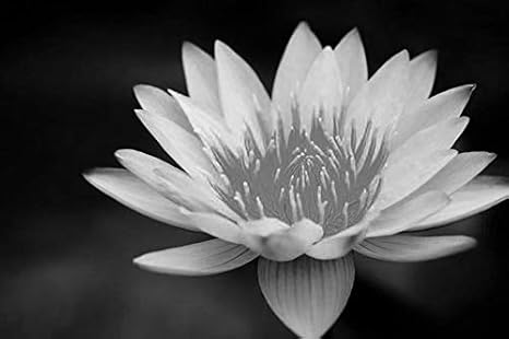 Amazon 黒と白 アート印刷 キャンバス壁紙 花 ハス 黄 白 スイレン 部屋飾り背景絵画 キャンバス写真 壁紙ポスター はがせるシール式 写真 特大 絵画 壁飾り 1cmx80cm ウォールステッカー オンライン通販