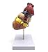 XINDAM 1: 1 Human Heart Model, Anatomically Accurate Heart Model Life Size Human Skeleton Anatomy for Science Classroom Study Display Teaching Medical Model