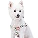 Blueberry Pet 9 Patterns Step-in Spring Scent Inspired Floral Rose Print Turquoise Dog Harness, Chest Girth 20