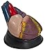 Anatomical Chart Co. Budget Jumbo Heart Model Item #: CH3