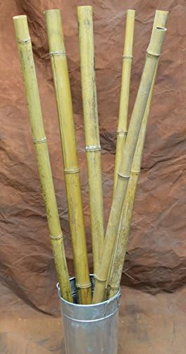 wallpapers Bamboo Sticks For Plant Support India buy dried bamboo stalks dried bamboo
