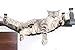 CatastrophiCreations Cat Bridge Wall-Mounted Play and Lounge Toy Cat Tree Tower Alternative for Pets