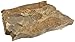 American Educational Calcareous Gray Shale Sedimentary Rock, 1Kg