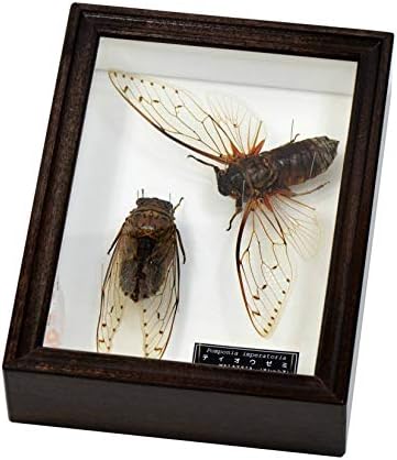 世界最大のセミ 名和昆虫博物館企画 製作 テイオウゼミの展翅 展足セット標本