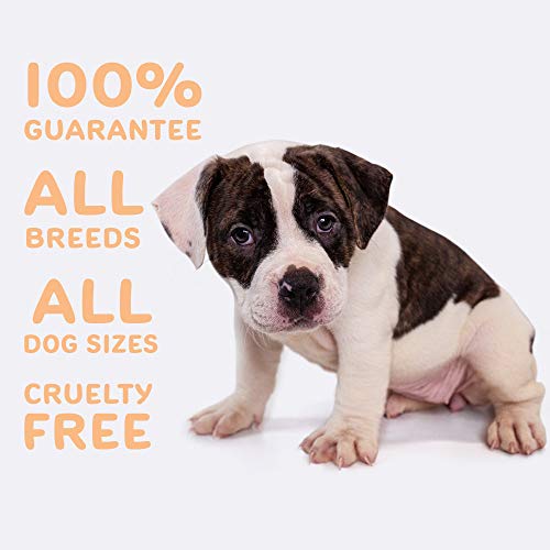 waggedy Advanced Hip and Joint Turmeric, Dog Supplements for Joints and Hips w/Glucosamine for