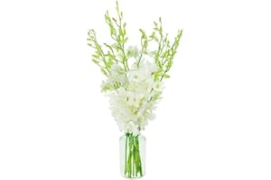 KaBloom Flowers - 10 White Orchid with vase - Gift for Birthday, Sympathy, Anniversary, Get Well, Thank You, Valentine, Mother’s Day Fresh Flowers