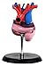 Budget Life-size Heart Model #CH7 by Anatomical Chart Co