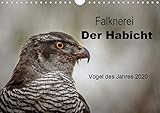 Falknerei Der Habicht (Wandkalender 2020 DIN A4 quer): Beeindruckende Bilder zur Beizjagd mit dem Ha by