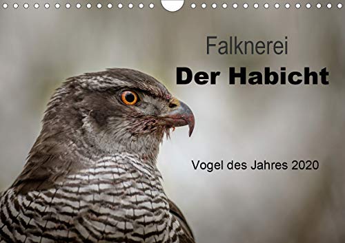Falknerei Der Habicht (Wandkalender 2020 DIN A4 quer): Beeindruckende Bilder zur Beizjagd mit dem Ha by