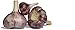 Garlic Gold Organic, Toasted Garlic Nugget Decorative Box (Original, Sea Salt, Parmesan, Italian Herb, Herb de Provence, Southwest)