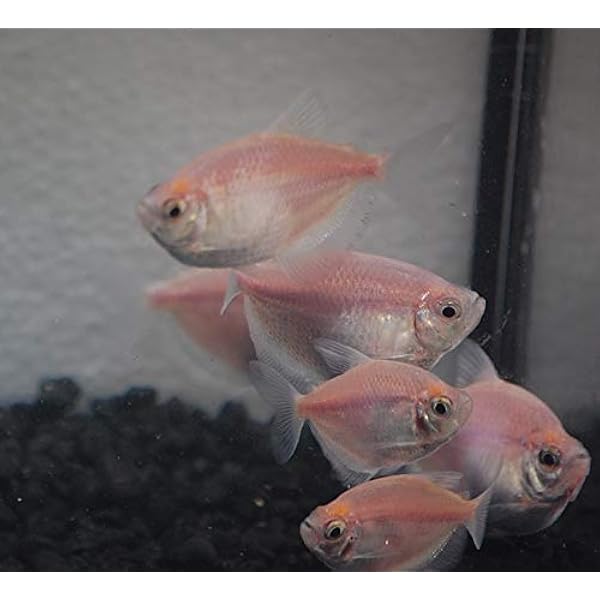 white skirt tetra care