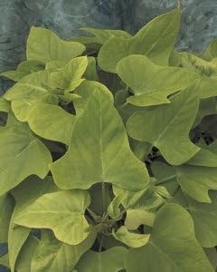 Romence Gardens, Ipomoea batatas 'Margarita' (Sweet Potato Vine)