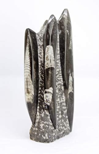 Agata Mineral Import Fossil - Orthoceras - (Period: 500-190 Million/Years) - Fossilized shell - Measures: 1.6 kg - 21 x 10 x 6 cm